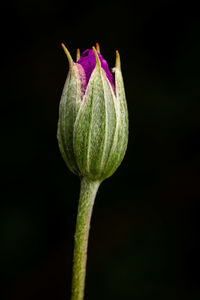 Close-up of pink flower bud against black background