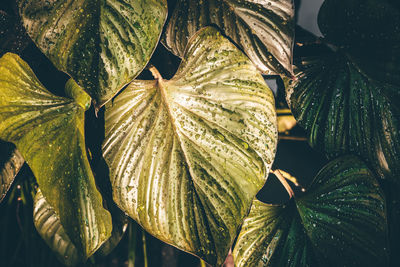 Close-up of fresh green leaves