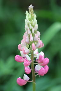 Close-up of pink flowering plant