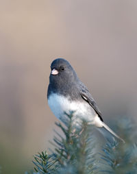 Close-up of bird perching on a tree