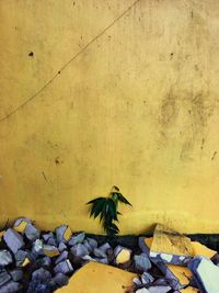 Bird perching on yellow wall