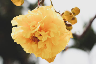 Close-up of yellow flowering plant