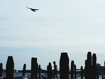 Bird flying over sea