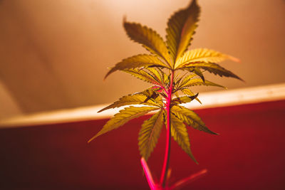 Low angle view cannabis plant growing
