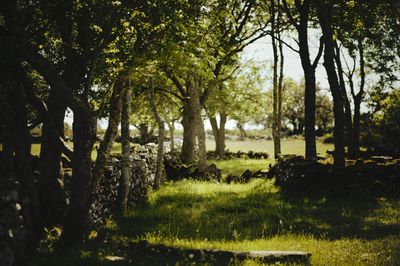 Trees growing in a park