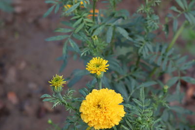 Close-up of yellow flowering plant