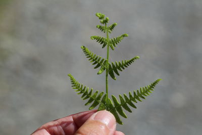 Cropped hand holding plant