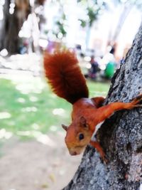 Close-up of squirrel on tree