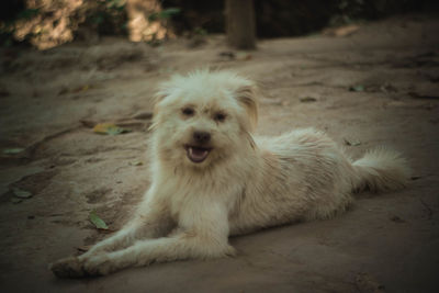 Portrait of dog relaxing on field