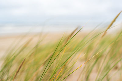 Close-up of stalks in field against sky