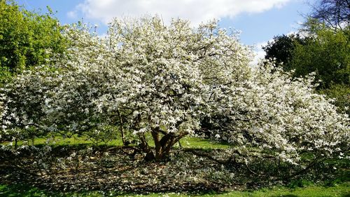 White flowers on tree