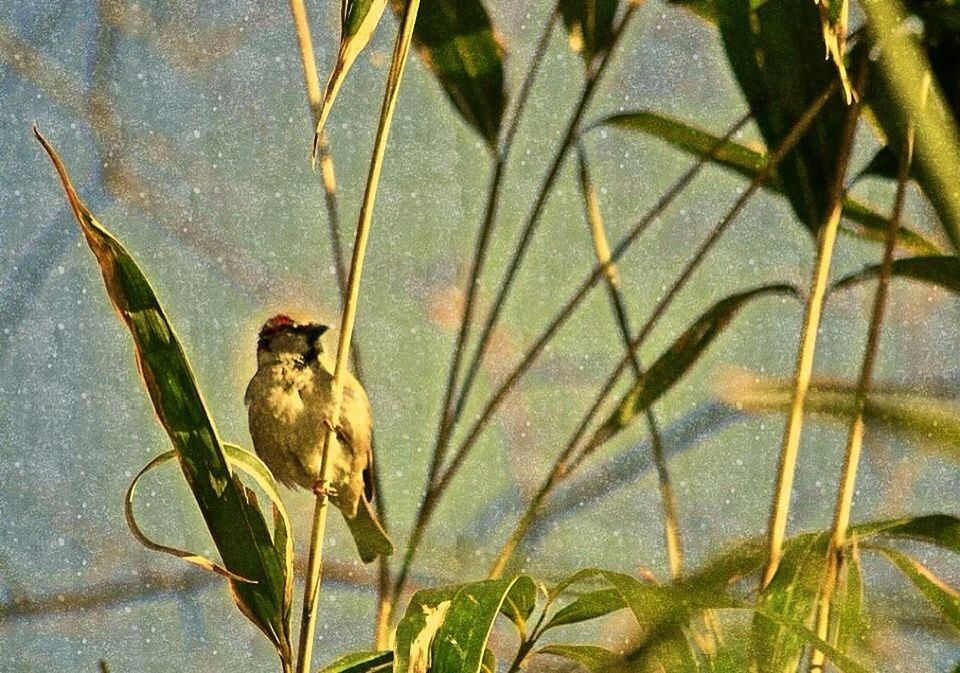 animal themes, one animal, animals in the wild, wildlife, leaf, bird, full length, plant, high angle view, mammal, nature, outdoors, day, two animals, no people, vertebrate, perching, green color, zoology, side view