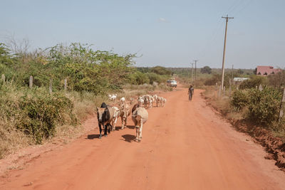 People riding horses on road against sky