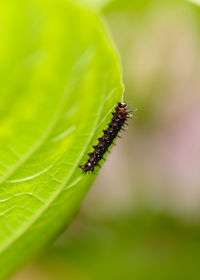 Close-up of insect on leaf