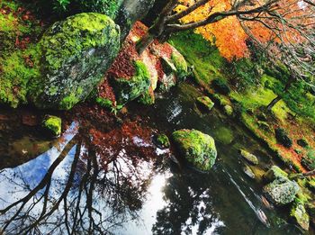 Trees growing in water