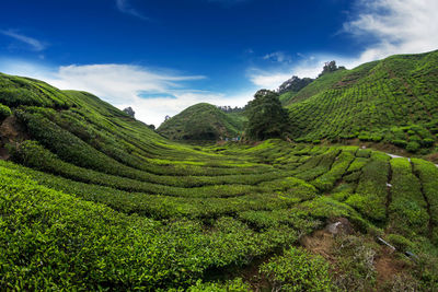 Scenic view of agricultural field against sky