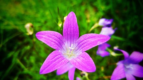 Close-up of pink flower