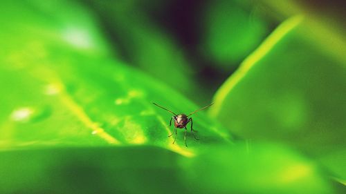 Close-up of insect on leaf