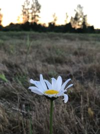 Close-up of white crocus blooming on field