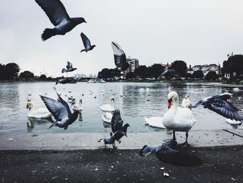 Seagulls flying over lake