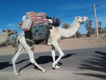 Full length of horse in desert