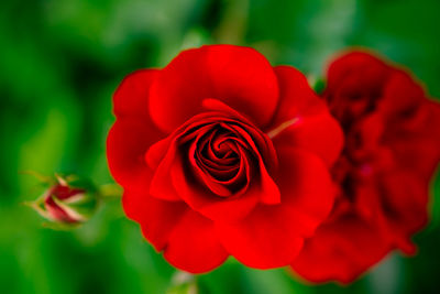 Close-up of red rose blooming outdoors