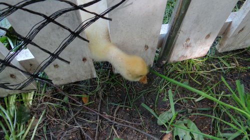 High angle view of bird in cage