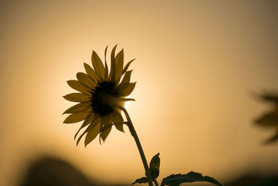 Close-up of flower blooming against sky during sunset