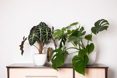 Close-up of potted plant against wall