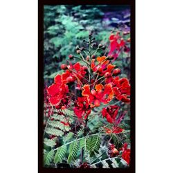 Close-up of red flowers