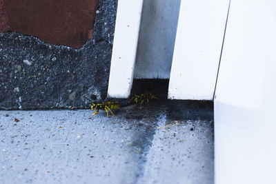 High angle view of insect on wall