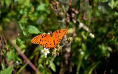 Close-up of butterfly perching on plant