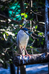 Close-up of bird perching on tree