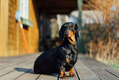 Portrait of dog looking away