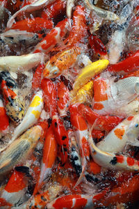 High angle view of koi carps swimming in lake