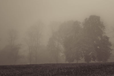 Trees in foggy weather