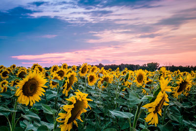 Sunflowers blooming on field against sky