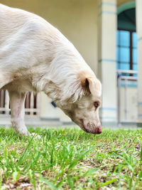Portrait of side profile of dog sniffing grass