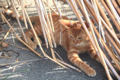 Ginger cat