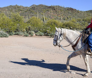 Horse standing on field