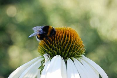 Close-up of insect on flower