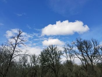 Low angle view of trees against blue sky