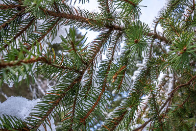 Close-up of pine tree branch during winter