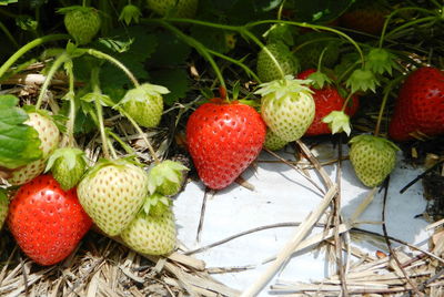 Close-up of strawberries