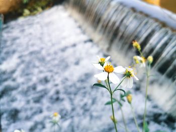 Close-up of white flowering plant