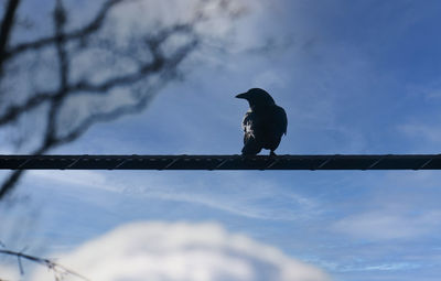Large black bird looks around perch on a utility wire
