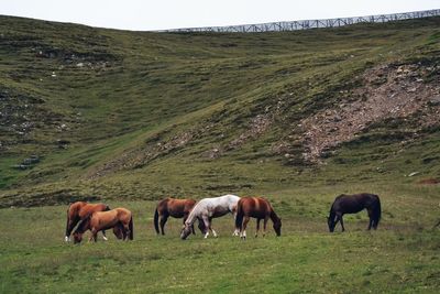 Horses grazing on field against sky