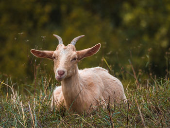 Deer in a field