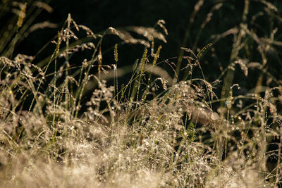 Close-up of dry grass on field