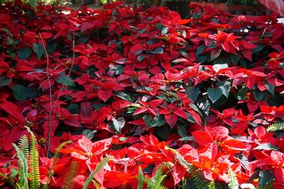 Full frame shot of red flowers